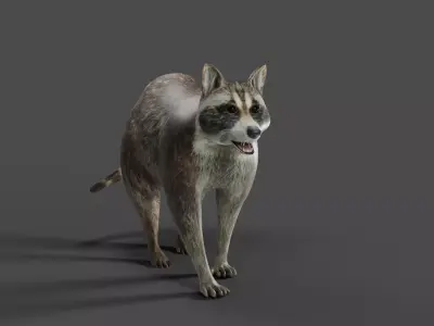 Raccoon Rigged Animation in Blender  Low-poly 3D model