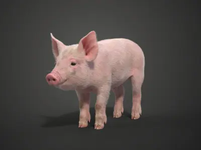 Piggy with 2 Animations  VFX Grace 3D model
