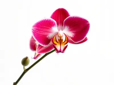 Elegant Orchid Flower Model Pack Low-poly 3D model