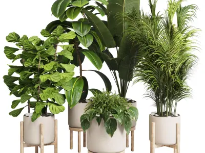 collection Indoor plant 30 -wood vase Low-poly 3D model