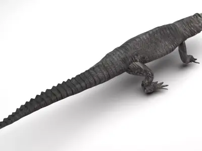 Crocodile 3D model