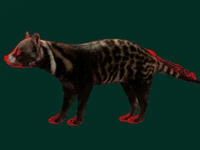 African Civet Cat Low-poly 3D model