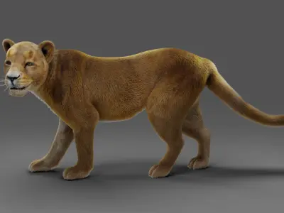Fur Lioness v02 Rigged in Blender  Low-poly 3D model