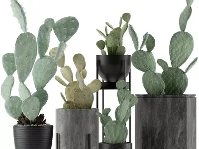 Plants Collection 17 3D model