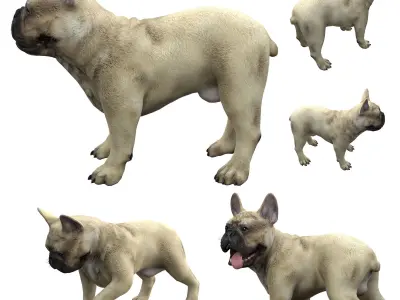 French Bulldogl 3D model