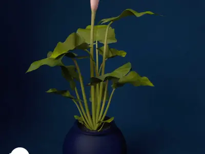 XfrogPlants Calla Lily 3D model