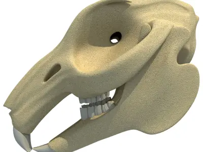 Rabbit Skull 3D model