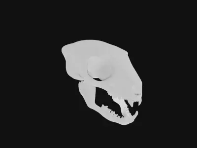 Meerkat skull 3D model
