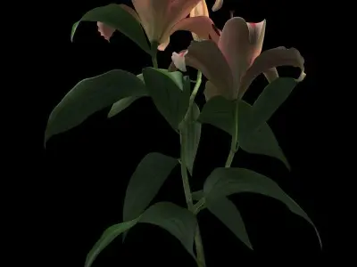 lily red spot 3D model