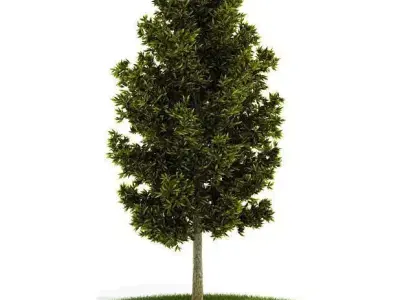 Green  Tree With Leaves 3D model