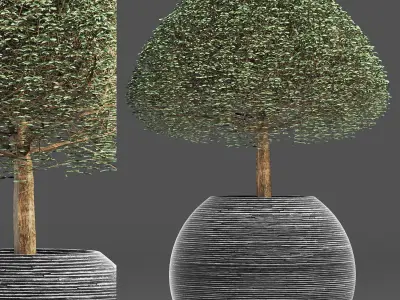 Plants Collection 176 Ligustrum Lucidum 3D model