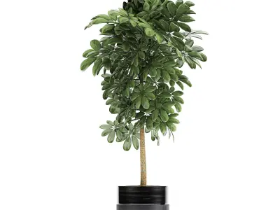 Decorative Schefflera in flowerpots 763 3D model
