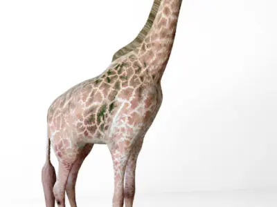 Giraffes full body Low-poly 3D model