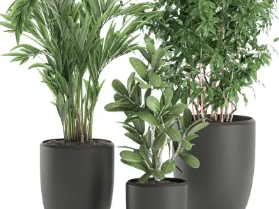 Decorative plants in a white flowerpot 567 3D model