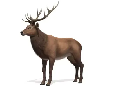 Deer Animal Low-poly 3D model