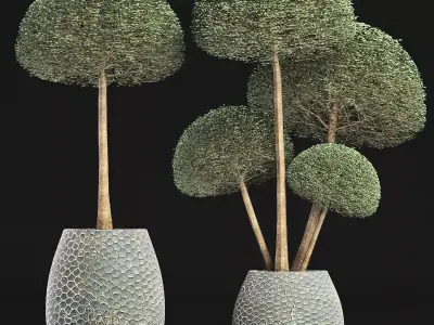 Plants Collection 153 Ligustrum Lucidum Corona 3D model