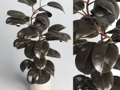 Indoor Outdoor plant 130 wood pots plants ficus rubbery 3D model