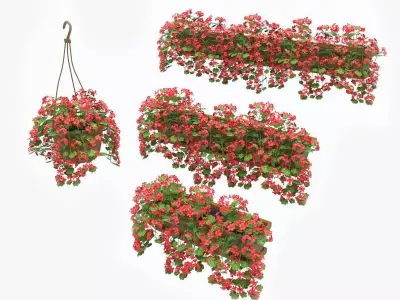 Pelargonium box flower 3D model