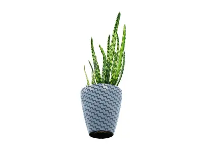 Pot Plant Aloe Vera 3D model