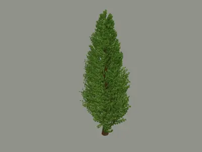 Tall Tree 3D model