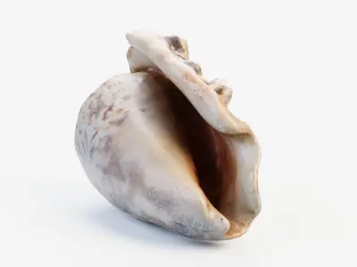Small Seashell PBR Low-poly 3D model