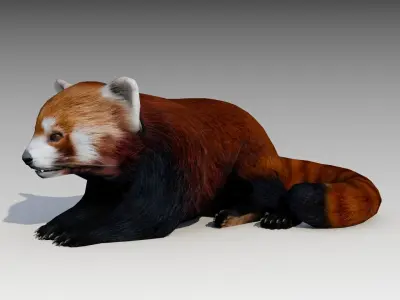 Red Panda Low-poly 3D model