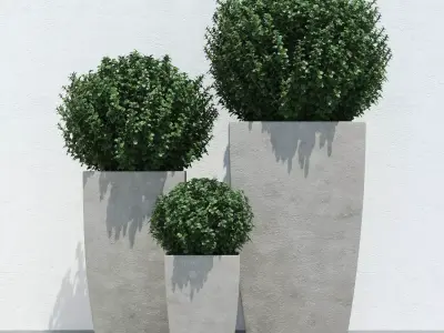 Plants boxwood bush in concrete planter 3D model