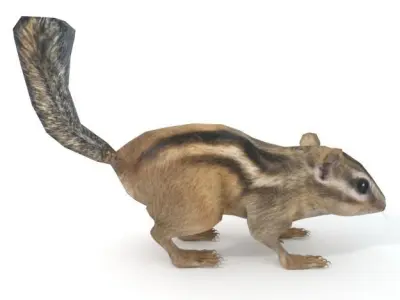 Chipmunk Low-poly 3D model