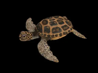 Ocean Turtle  Low-poly 3D model