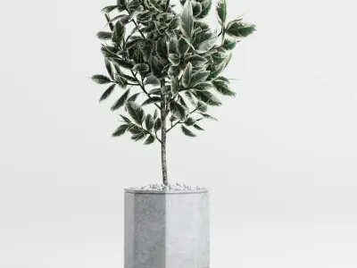 Plants and Planters 8 Ficus Elastica Variegata 3D model