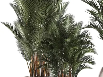 Collection of Exotic plants palms Howea 3D model