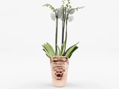 Collection of Phalaenopsis Houseplant - 6 Models