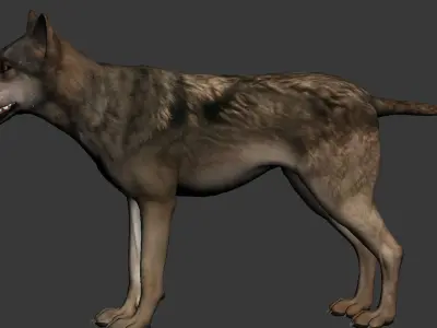 Wolf High Detailed 3D model