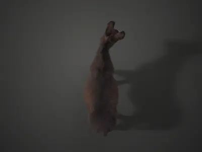 Donkey Winter with 2 Animations  VFX Grace 3D model