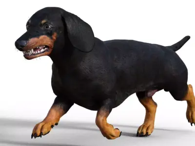 Dog Short leg 3D model