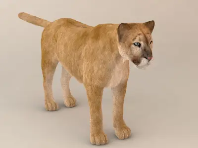 Puma Fur Model 3D model