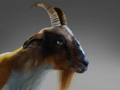 Fur Goat 01 NO Rigged in Blender Low-poly 3D model