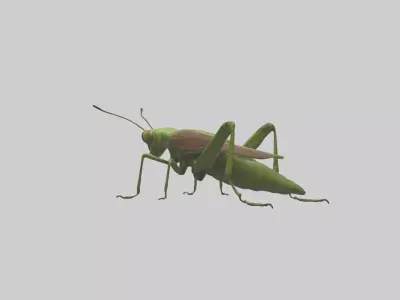 Grasshoper Jumping Model Low-poly 3D model
