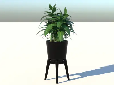 Dracaena and Pot 2 3D model