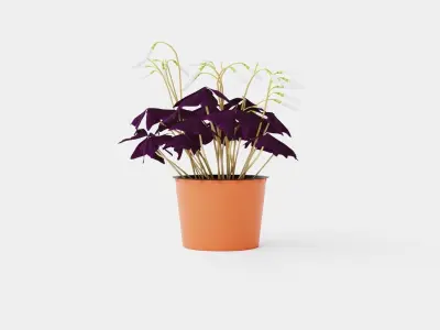 Oxalis triangularis Low-poly 3D model