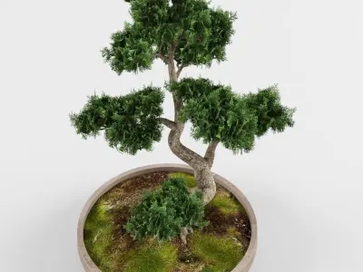 Bonsai tree 01 3D model