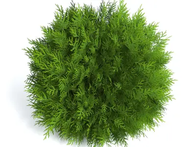 Thuja Shrub II 3D model