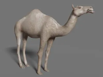 camel Low-poly 3D model