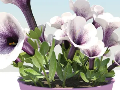Petunia-summer flower 3D model