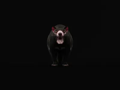 Tasmanian Devils Low-poly 3D model