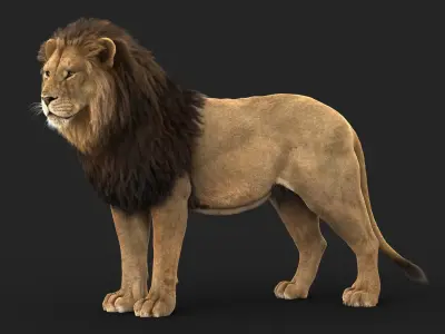 Lion C RIG XGEN CORE 3D model