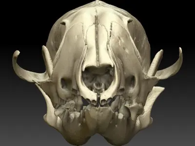 Fox Skull with Jaw Scan 3D model