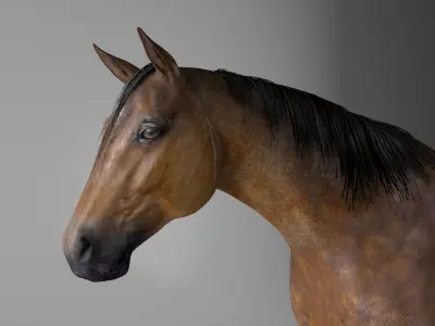 Realistic horse Low-poly 3D model