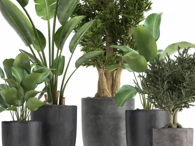 Houseplants in a flowerpot for the interior 965 3D model