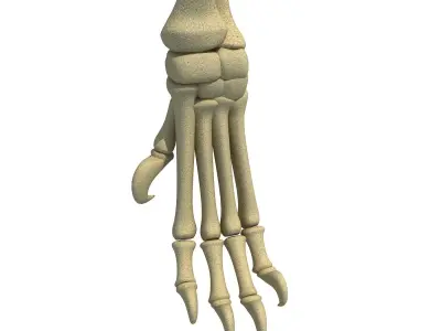 Lion Leg Skeleton 3D model
